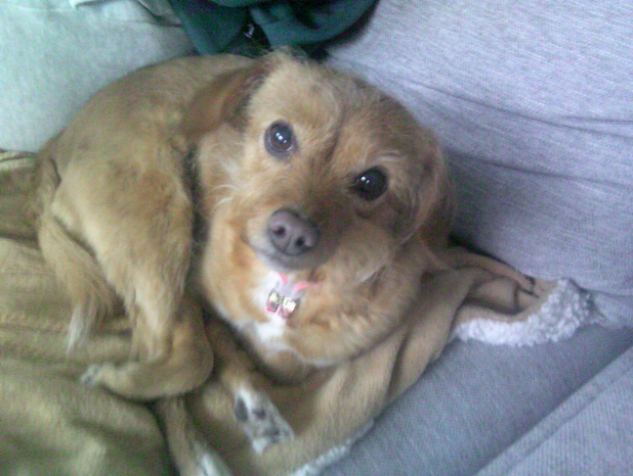 That’s my dog and she’s lying there all sweet.
- Participant, Rotterdam