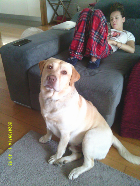 I couldn’t leave out my dog, I love my dog, who is one of the most important elements of our family. We all love dogs. That’s my dog. I really like seeing him at the window, he stays there behind the curtain, watching the people passing by on the street.
- Participant, Porto