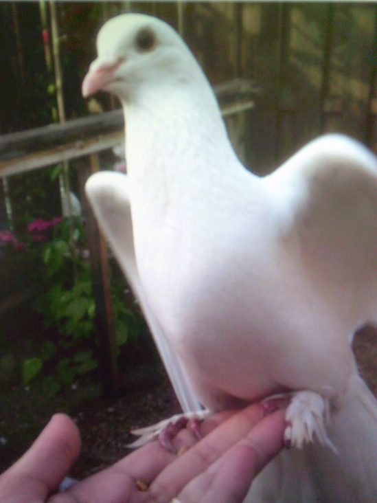 My favorite white pigeon. I really love it! You can see I’m holding it and they come to eat out of your hands. I just think that’s so very nice.
- Mother participant, Rotterdam