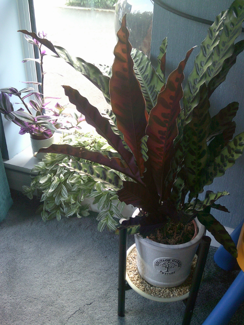 I took photos of some plants in my windowsill. I named them all. So, I’ve got Silver, Sylvie—Sylvie is cutting from Silver, so they’re both brother and sister. And then I’ve got Hope, which is actually a cutting from one that I had upstairs—that was the first time I ever propagated a plant, and I was terrified, so I called it Hope—and then in front of it, I’ve got another one that I managed to grab. I can’t remember what it is. I’m terrible with remembering what types of plants some of them are, but that one’s called Beastie ‘cause he’s huge!
- Participant, Bristol