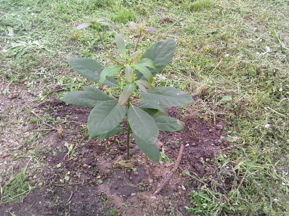 There’s that orchid there, which I think is very beautiful. I really like plants and trees, I always try to take care of them, at least. I also make avocado seedlings. The seedling here, we planted. Now it’s a little avocado plant that I take care of. I hope it works out.
- Mother participant, Pelotas