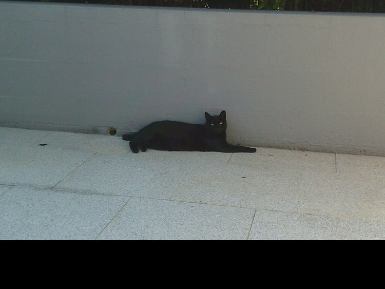 These photos are from my University, it’s part of my daily life, a place where I entered not knowing what to expect from it. I literally didn’t know how to get to the entrance, and I didn’t know anyone. It was a very challenging process to adapt to. What made me feel a bit more comfortable were the cats. My college shelters some and that cat there is called Maria, and she basically runs the place.
- Participant, Porto