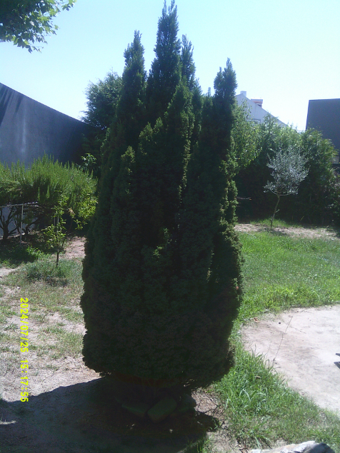 I often go to my father’s grave at Christmas, and so one of the little pine trees I brought for Christmas, I brought to my house, and it’s my altar, it’s beautiful, wonderful, I get to see a little pine tree father and its became that wonderful tree that’s there.
- Mother participant, Porto