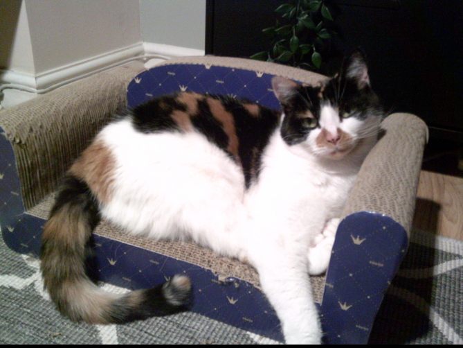 This my cat, we’ve had her for about eight years, I think. And she’s really the first pet that we’ve owned together in that house. So, she’s a big part of our day, and I think coming home, if we didn’t have her there, it would be totally different because she’s always kind of happy to see us, runs downstairs.
- Participant, Bristol